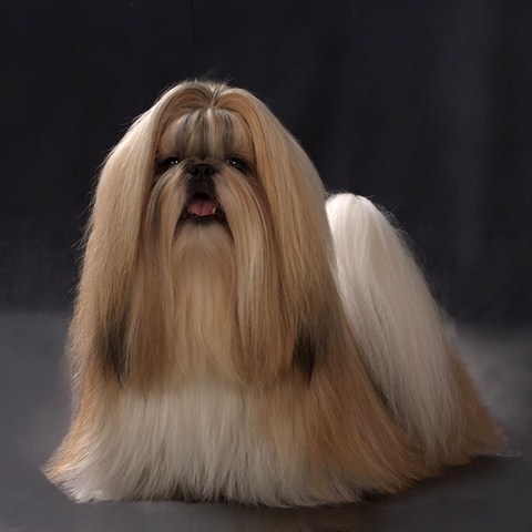 Shih Tzu Danmark